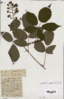 spécimen de Rubus ass-rub