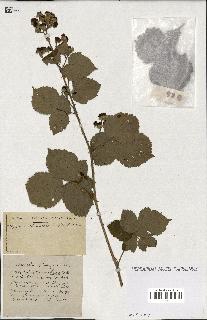 spécimen de Rubus ass-rub