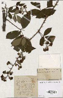 spécimen de Rubus ass-rub
