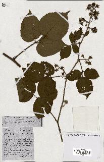 spécimen de Rubus ass-rub