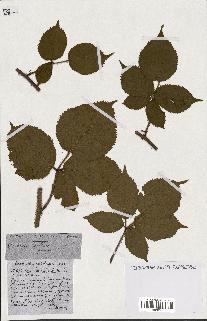 spécimen de Rubus ass-rub