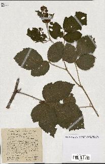 spécimen de Rubus ass-rub