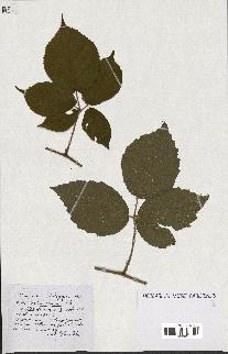 spécimen de Rubus ass-rub