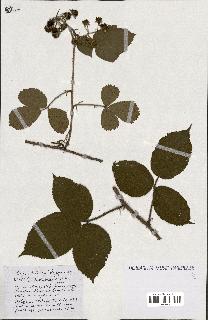 spécimen de Rubus ass-rub