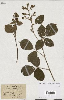 spécimen de Rubus ass-rub