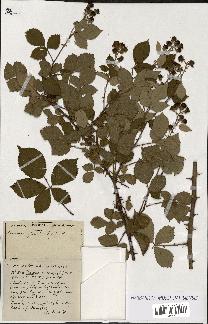 spécimen de Rubus ass-rub