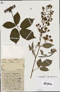 spécimen de Rubus ass-rub