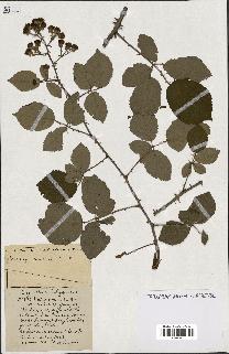 spécimen de Rubus ass-rub