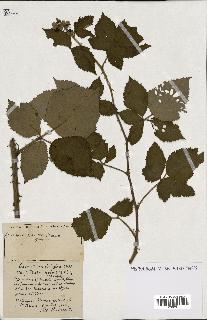 spécimen de Rubus ass-rub