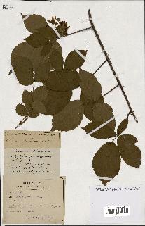 spécimen de Rubus ass-rub