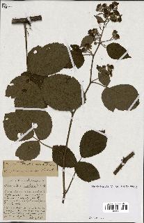 spécimen de Rubus ass-rub
