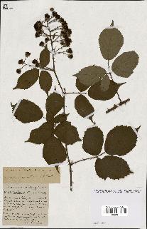spécimen de Rubus ass-rub