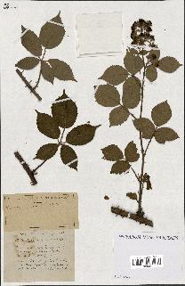 spécimen de Rubus ass-rub
