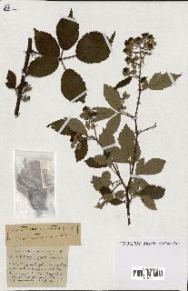 spécimen de Rubus ass-rub