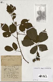 spécimen de Rubus ass-rub