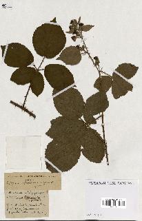spécimen de Rubus ass-rub