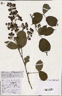 spécimen de Rubus ass-rub