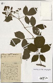 spécimen de Rubus ass-rub