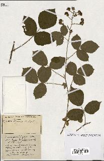 spécimen de Rubus ass-rub