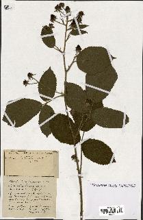 spécimen de Rubus ass-rub