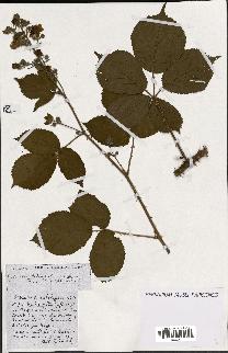 spécimen de Rubus ass-rub