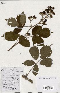 spécimen de Rubus ass-rub