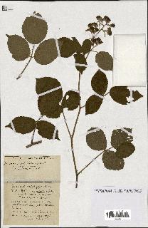 spécimen de Rubus ass-rub