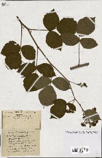 spécimen de Rubus ass-rub
