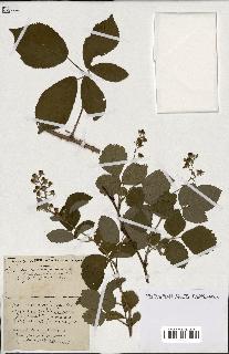 spécimen de Rubus ass-rub