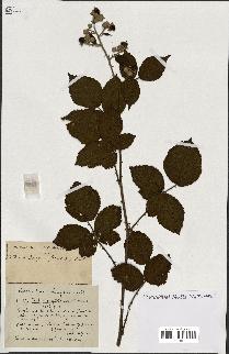 spécimen de Rubus ass-rub