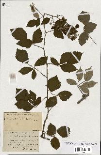 spécimen de Rubus ass-rub