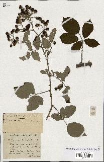 spécimen de Rubus ass-rub