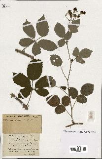 spécimen de Rubus ass-rub