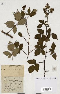 spécimen de Rubus ass-rub
