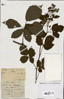 spécimen de Rubus ass-rub