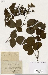 spécimen de Rubus ass-rub