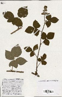 spécimen de Rubus ass-rub