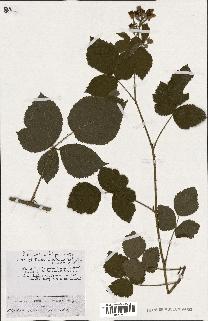 spécimen de Rubus ass-rub