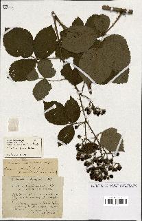 spécimen de Rubus ass-rub