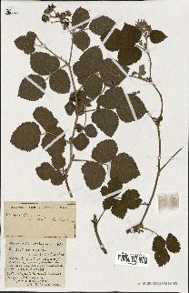 spécimen de Rubus ass-rub