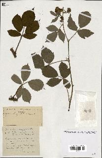 spécimen de Rubus ass-rub