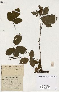 spécimen de Rubus ass-rub