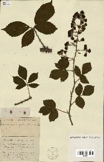 spécimen de Rubus ass-rub