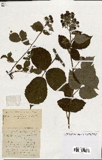 spécimen de Rubus ass-rub