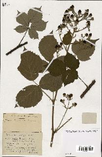 spécimen de Rubus ass-rub