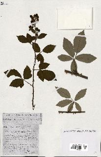 spécimen de Rubus ass-rub
