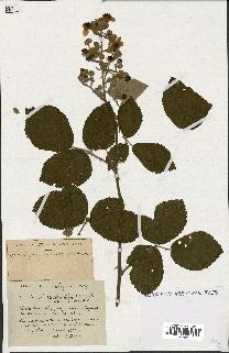 spécimen de Rubus ass-rub