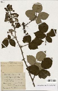 spécimen de Rubus ass-rub
