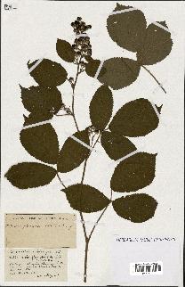 spécimen de Rubus ass-rub