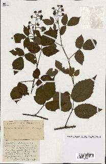 spécimen de Rubus ass-rub